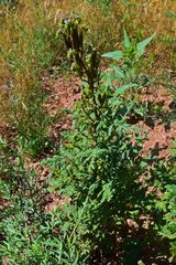 Phacelia denticulata