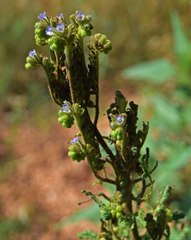 Phacelia denticulata