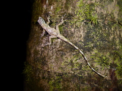 Anolis fuscoauratus