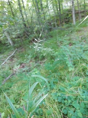 Elymus hystrix hystrix