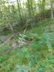 Elymus hystrix hystrix