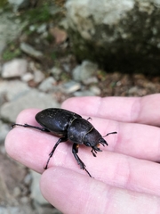 Lucanus tetraodon