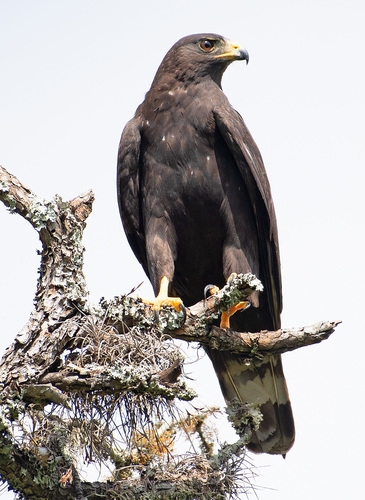 Zone-tailed Hawk