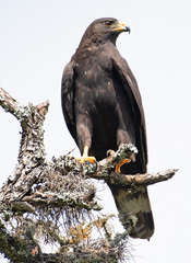 Zone-Tailed Hawk photo 5