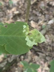 Leucanthiza dircella