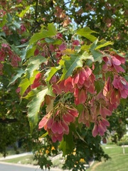 Acer ginnala