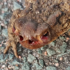 Lucilia bufonivora