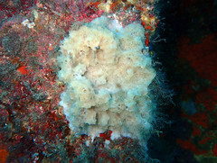 Dictyonella