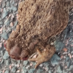 Lucilia bufonivora