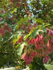 Acer ginnala