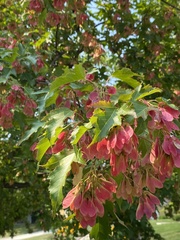 Acer ginnala