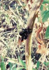 Mallophora ruficauda