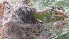 Stegodyphus lineatus