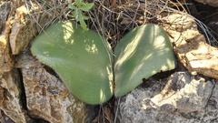 Haemanthus humilis hirsutus