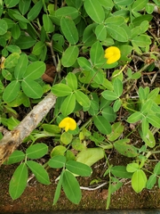 Arachis duranensis
