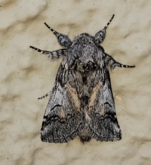 Astiptodonta aonides