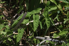 Calystegia sepium limnophila