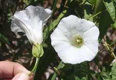 Calystegia sepium limnophila
