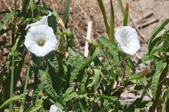 Calystegia sepium limnophila