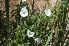 Calystegia sepium limnophila