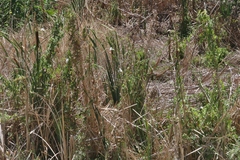 Calystegia sepium limnophila