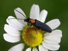 Anogcodes fulvicollis