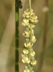 Triglochin concinna debilis