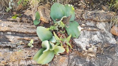 Haemanthus humilis hirsutus