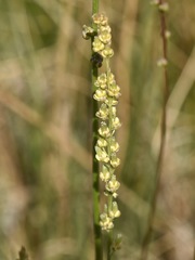 Triglochin concinna debilis