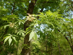 Aesculus glabra arguta
