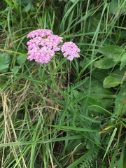 Achillea roseo-alba