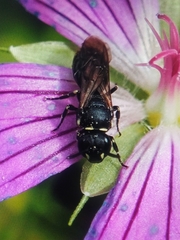 Hylaeus