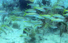 Mulloidichthys martinicus