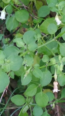 Image of Salpichroa origanifolia
