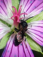Hylaeus