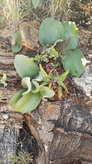 Haemanthus humilis hirsutus