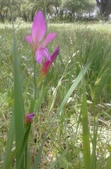 Gladiolus italicus
