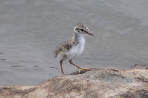 Spotted Sandpiper