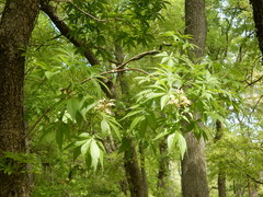 Aesculus glabra arguta