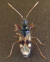 Pseudopamera rubricata