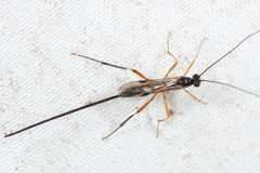 Macrocentrus aegeriae