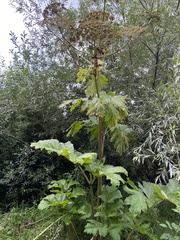 Heracleum sosnowskyi