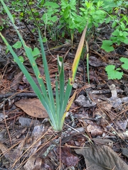 Iris verna