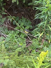 Setophaga magnolia image
