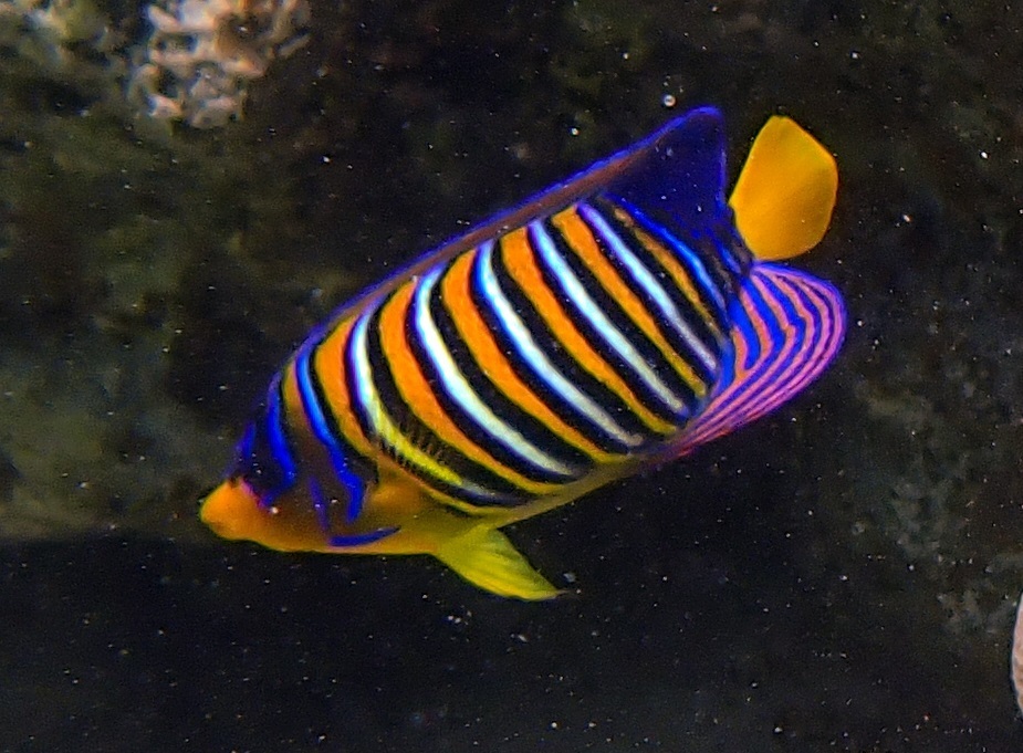 Regal angelfish