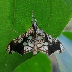 Sisyracera subulalis