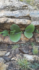 Haemanthus humilis hirsutus
