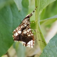 Sisyracera subulalis