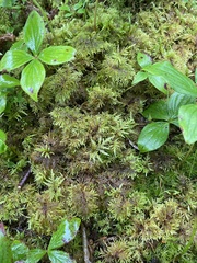 Hylocomium splendens image