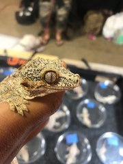 Rhacodactylus auriculatus